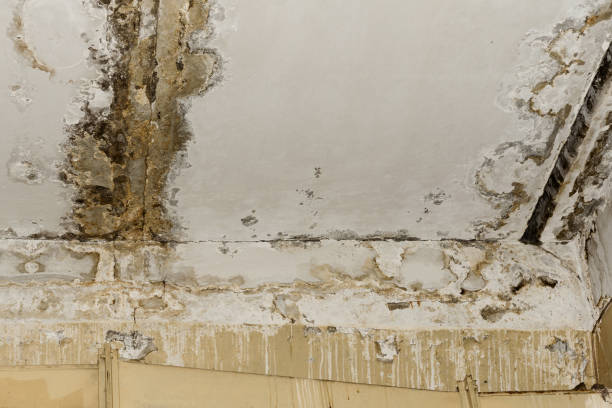 Mold Remediation for Rental Properties in Buchanan, MI