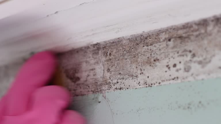 Best Mold Odor Removal Services  in Buchanan, MI